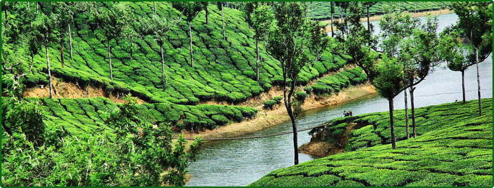 Munnar Tea plantation