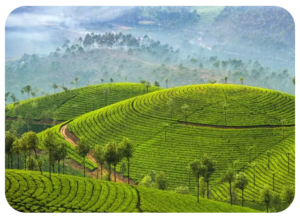 Munnar-image