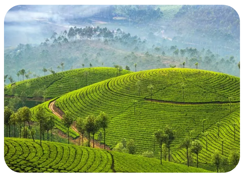 Munnar-image