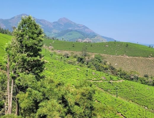 Munnar Resort