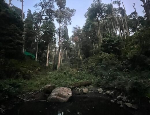 FREEDOM HOUSE, Munnar – A Backpackers Hostel