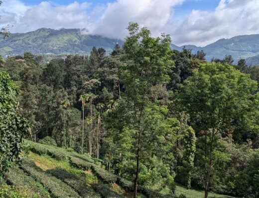 Green Tea View Homestay