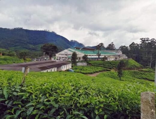Lockhart Tea Bungalow Munnar