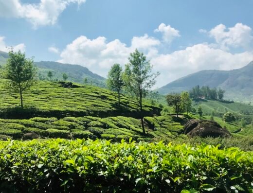 Lockhart Tea Factory