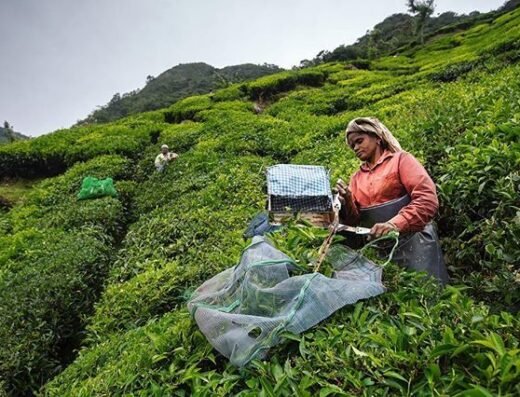 Simple Stays Munnar – The Best Home Stay in Munnar