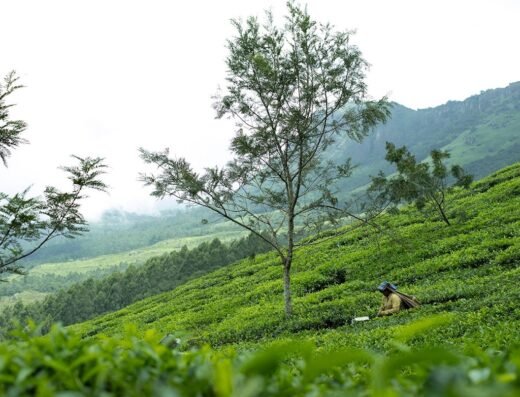 Tentgram Planters Bungalow – Munnar