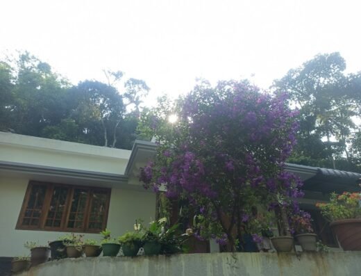 The Mount Court Munnar